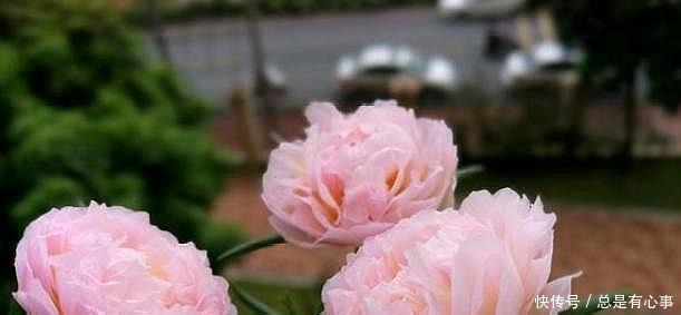 它叫“半枝莲”,开花似“牡丹”,撒一把种,开一片“五彩花”!