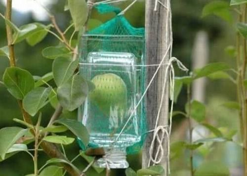 “梨酒”中的梨子,究竟是怎么进瓶子的实情可能会让你无语