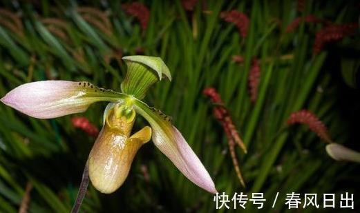 养兰人|前人传下来的养兰“8字经”,是对养好兰花的经验和总结,赶紧学