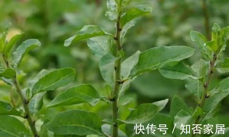 色斑|养肝就是保命，3种野菜，养肝护肝，排毒养颜，安神助眠，除色斑