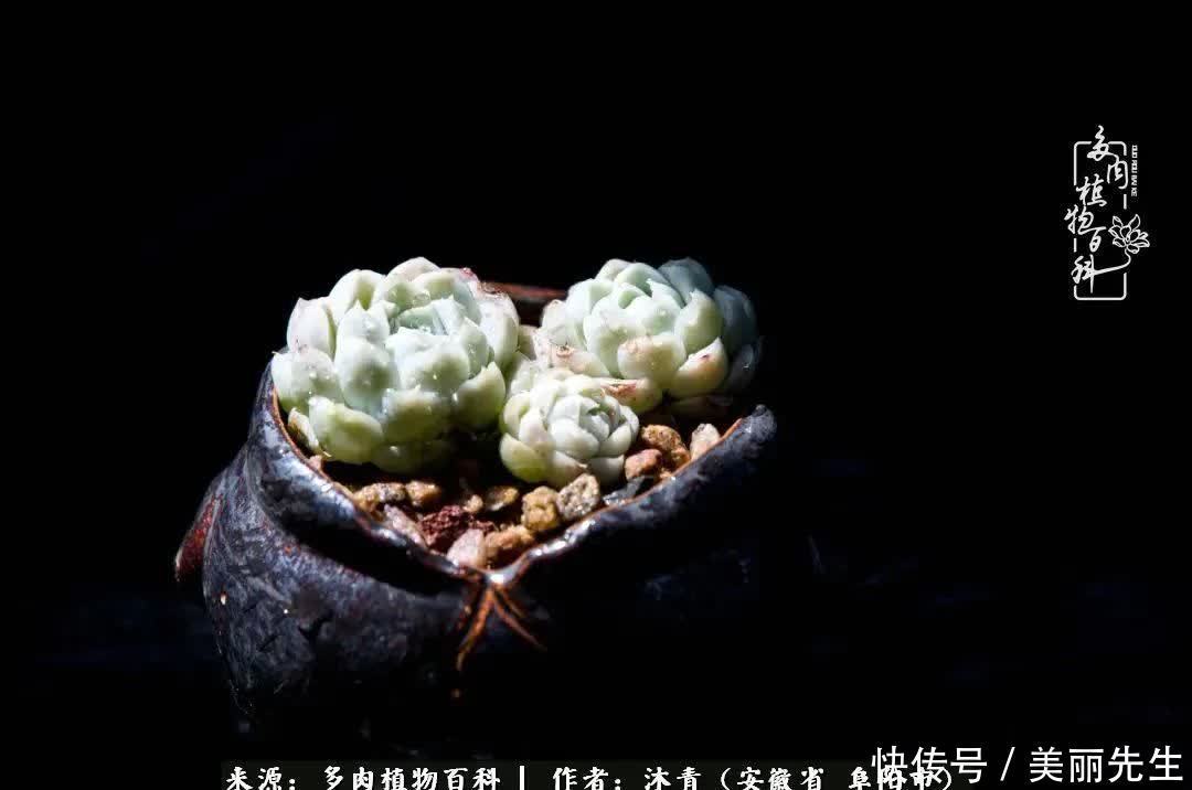 多肉——入了我的时光画卷!