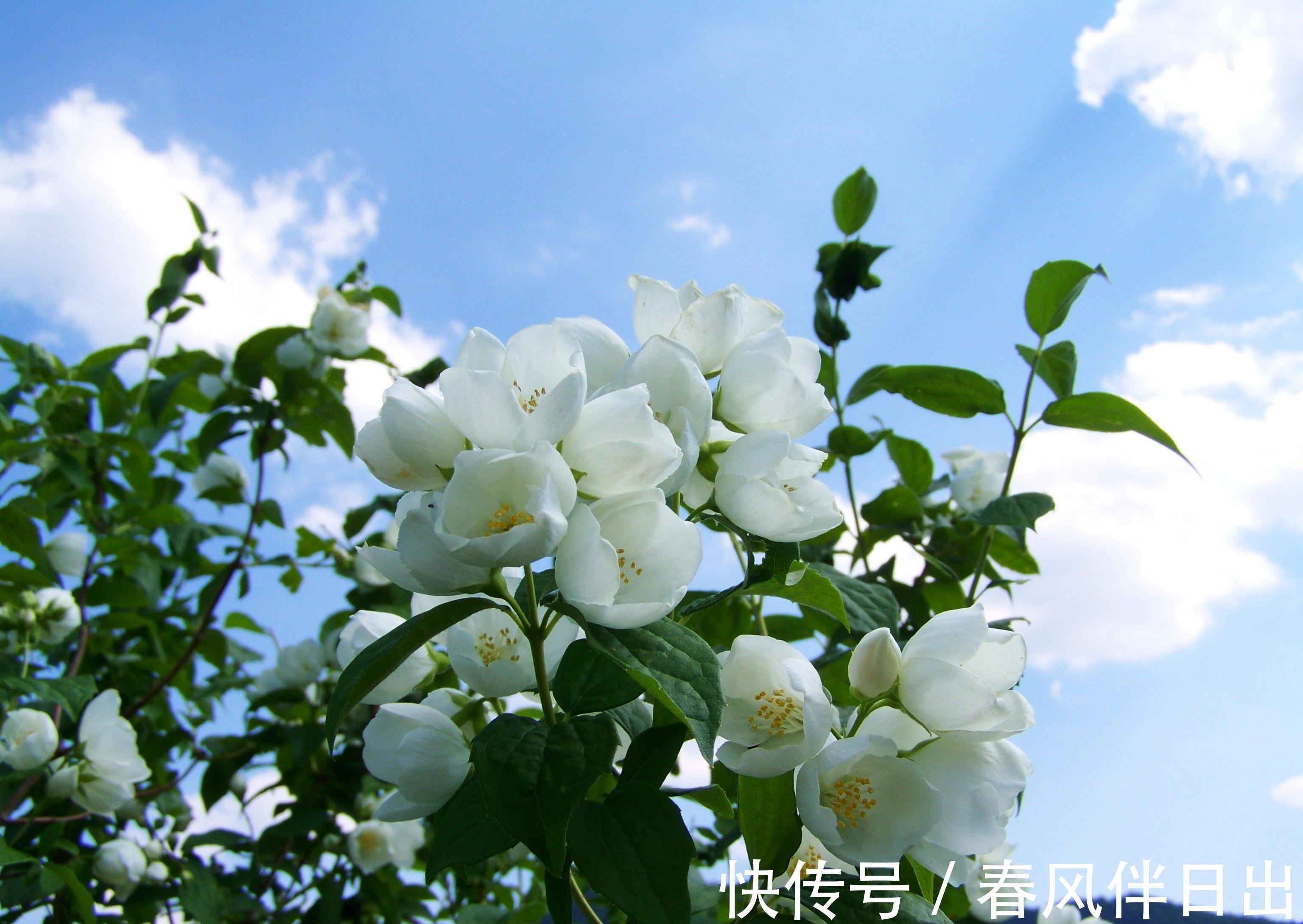 水仙花|养花试试这几款，洁白无瑕，香味浓郁,养护得当能开花不断