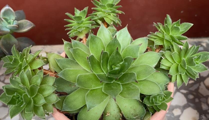 花土|多肉植物观音莲,下崽都是一圈又一圈的,夏季盆栽需谨记3点