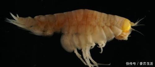 物种 6000米深海中发现新“物种”,科学家却高兴不起来,这是为何