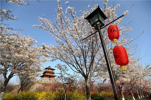 十里樱花开 粉染黄河岸