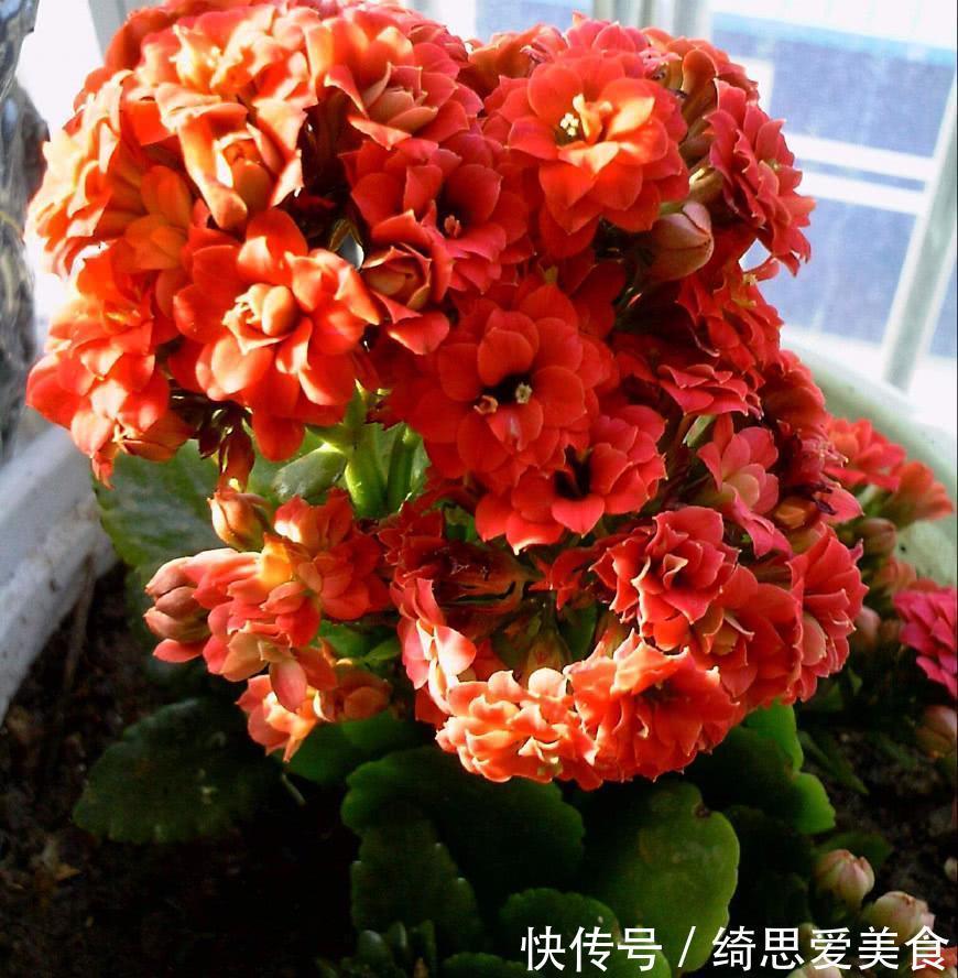 客厅想养“健康花”,建议从这12种里面选,不仅养人,还大气吉祥