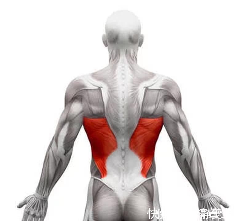 三角肌|增肌打造完美背部,3个动作,增强倒三角,练出“圣诞树”