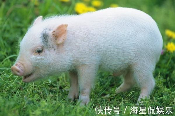 生肖猪|生肖猪12个月份12种命，这几月出生的子女，天生龙凤命有大出息