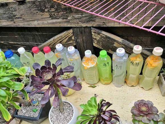 吃完的橘子皮,柚子皮,不要丢,切碎装瓶子里,秒变天然肥