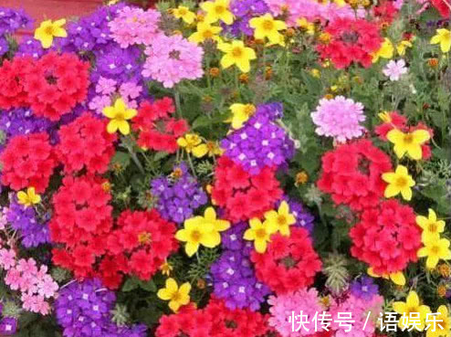 天竺葵|家里就养这“3种花”,好看好养又便宜,开起花来拦都拦不住,美