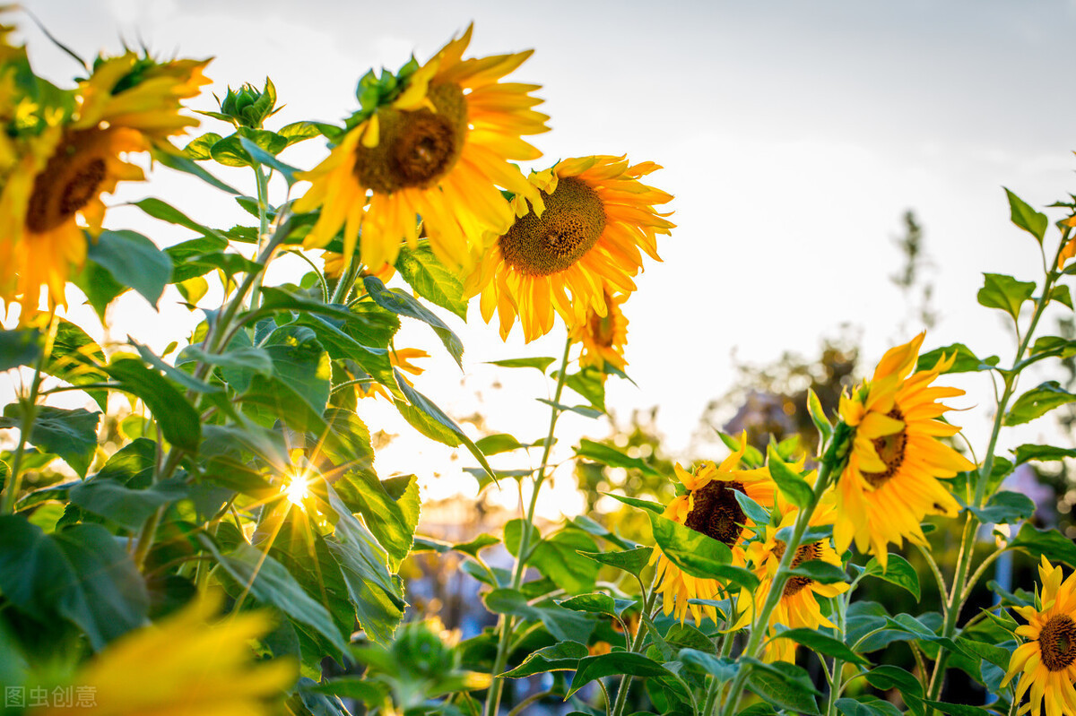 境界的人|一个人的最高境界是:不委屈自己,不亏欠别人