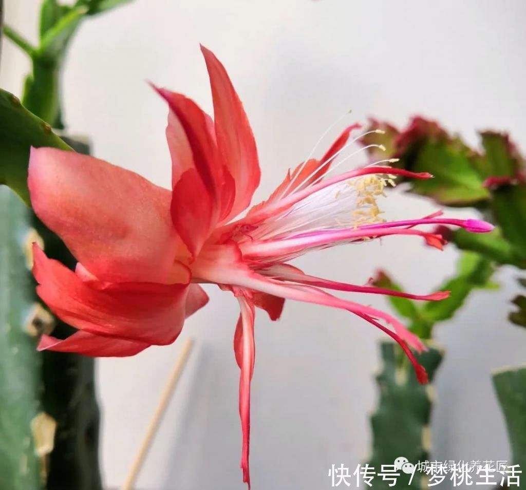 接穗|仙人掌嫁接蟹爪兰总是难愈合找错形成层,建议采用十字嫁接法