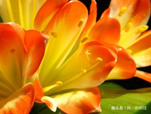 家养君子兰,这“3个”雷区千万不要踩,不然黄叶是家常便饭