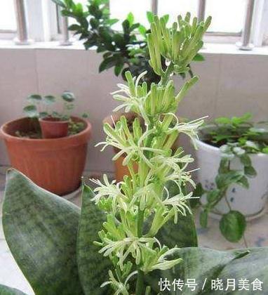 秋养虎皮兰,做好3个关键点,虎皮兰也能开花