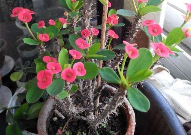 6种花,一长高就“变丑”,越矮胖越“漂亮”,要舍得剪!