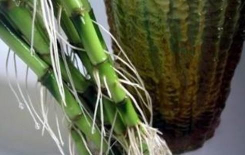 水培富贵竹|水培富贵竹，“2种料”放一点在水里，叶浓绿，15天长出白根