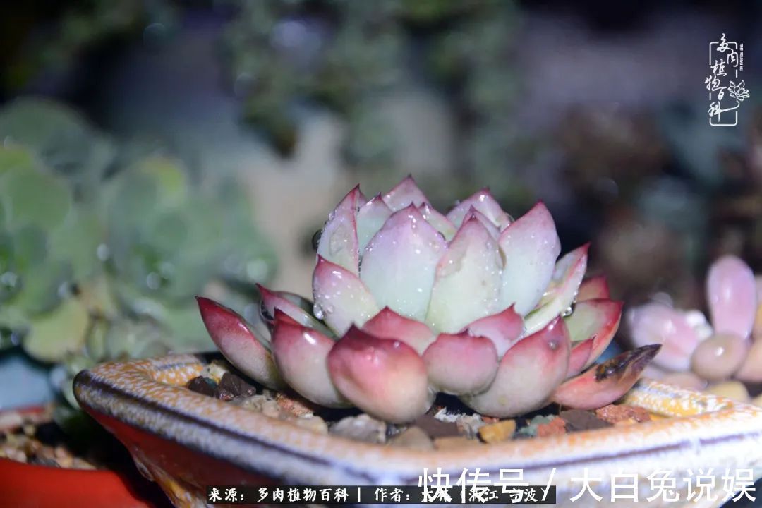 人非咸鱼，岂能无爱好！多肉这个坑我是出不去了！