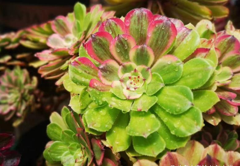 温度|室外温度33度，室内只有25度，这种情况下法师多肉还能浇水吗？