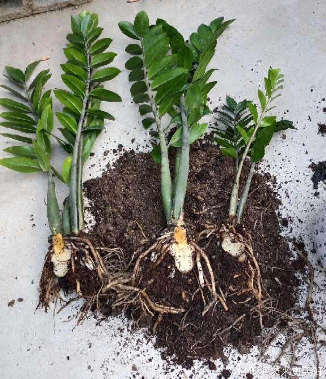 枯萎|9种花是富贵命,必须大盆养,小盆养会憋死