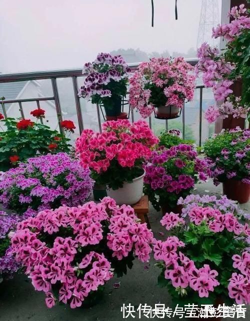 光照|这3种花,越晒越开花,花期长,开花勤,放在阳台,秒变小花园!