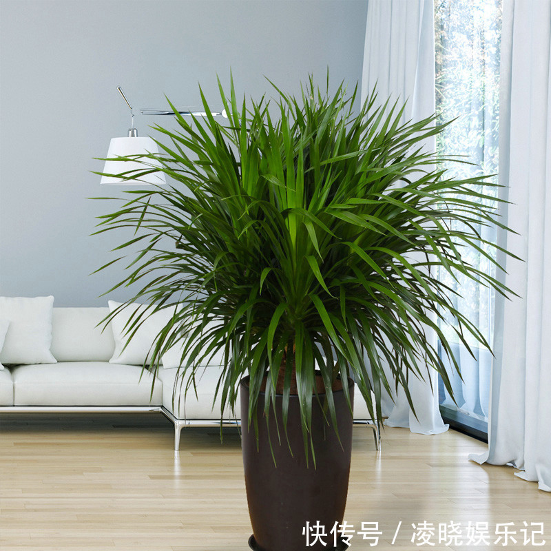 7种漂亮花,寿命长,颜值高,好养活,客厅养一盆,活了几十年