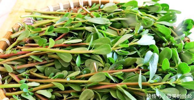 芹菜|建议:常见的这4种野菜,尽量少吃或不吃,或会危及健康