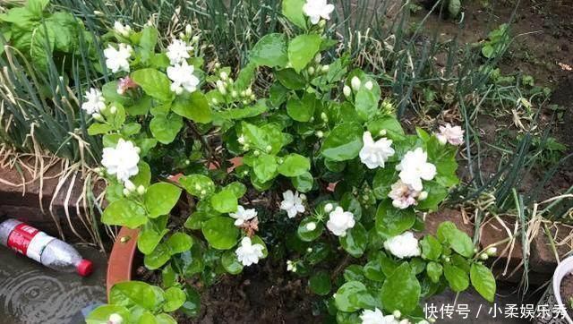 夏天给茉莉施肥,有3不原则,做好了,茉莉花朵呼呼开,又大又香