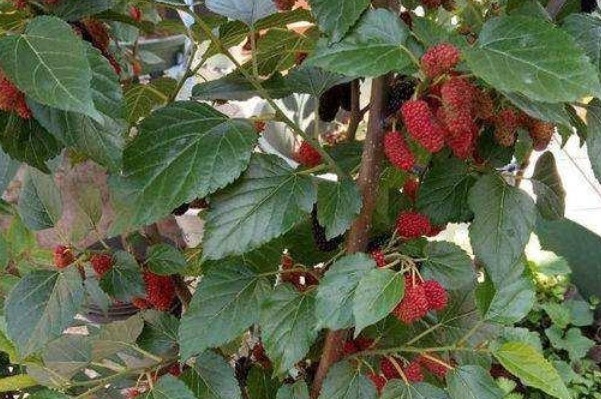 过氧化脂质|这四种果树放阳台养,一盆能挂满果,居然节约不少买水果的钱