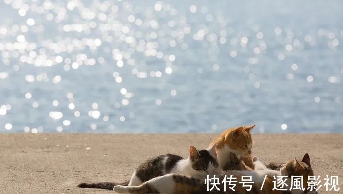 喵星人|日本怎么那么多撸猫圣地啊!