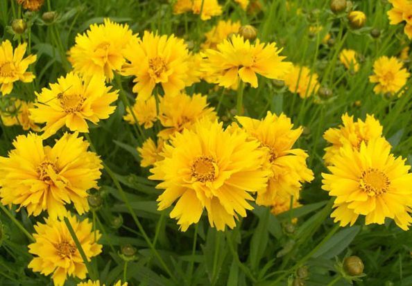 家里有异味,不如养这些花朵,花开美艳动人,清香四溢保你睡眠好