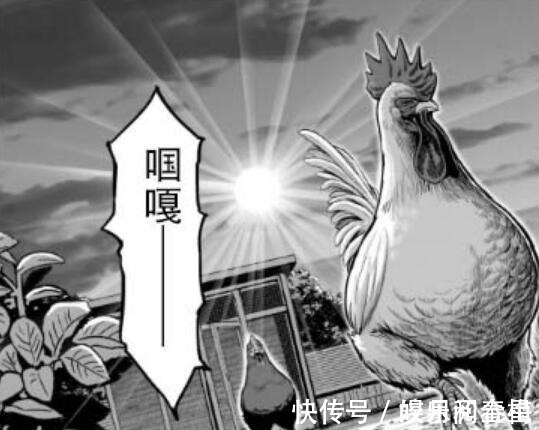 一拳超人|漫画推荐“战斗鸡”成主角，设定酷似《一拳超人》，神作预定