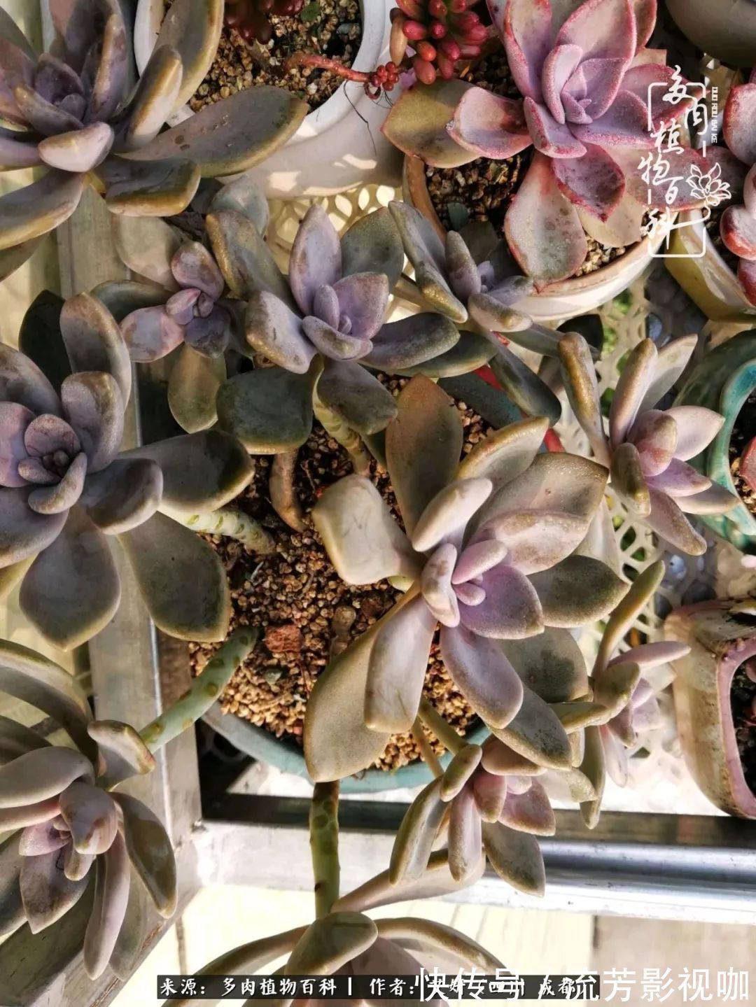 多肉|人生有时候就像多肉,不是不出彩,只是经历的时光还不够!