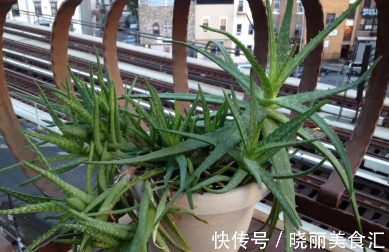 卧室里养花，怕植物和人争氧，睡眠越来越差，不如就试试这4样