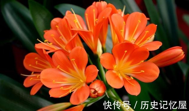 看君子兰的叶子，就知道缺啥，及时补，一片更比一片亮！