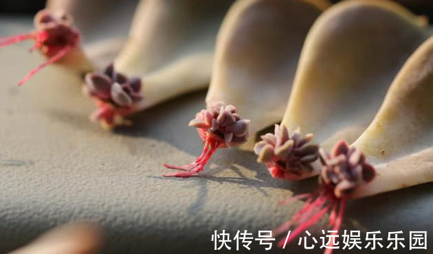 多肉叶插不出芽掌握关键1点，生根出芽超快，轻松长满盆！