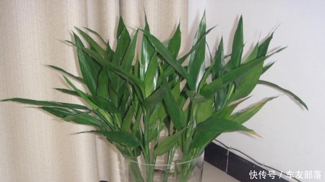 富贵竹最喜欢这些“东西”,花几块钱买一点,比阿司匹林靠谱多了
