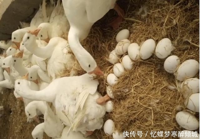 易游娱乐城- YY易游体育官方网站- 易游体育APP养殖2000只鹅需多少成本？一只鹅利润有多少？养殖老伯告诉你经验