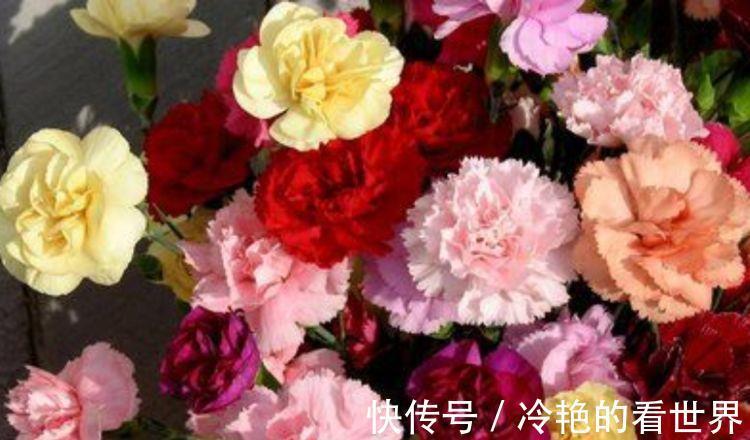 长常|从9月13日开始，家养此款花卉，好活易爆盆，花叶俱美