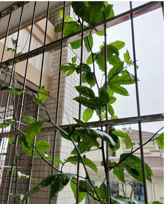 1种“水果”，秋天剪1个枝插盆里，20天长根，年年结满果，吃不完