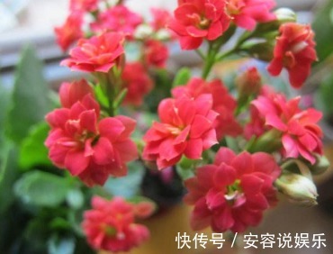 养了几年的长寿花,不开花,别人的花开满盘,原来是这样!
