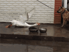 |搞笑GIF：大姐 你穿的是假裙子吧 起跳那一下真的吓到我了