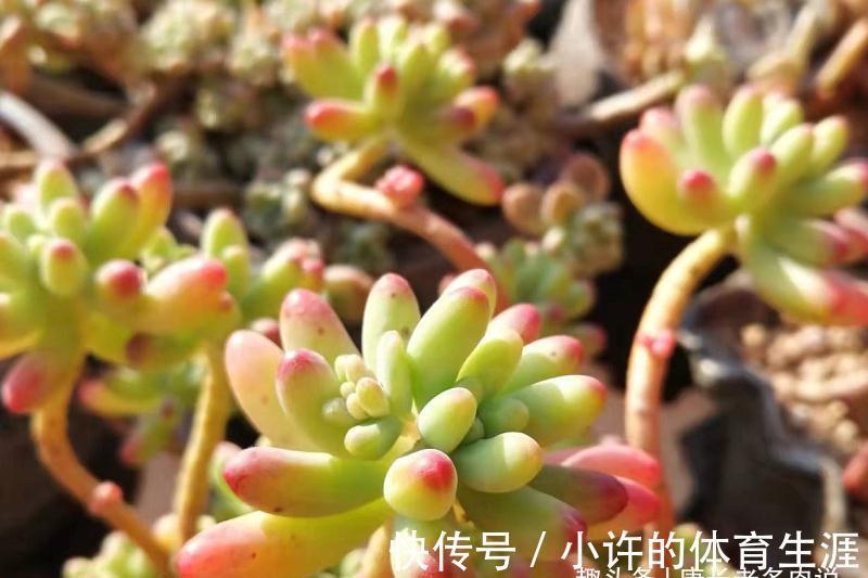 叶片|养多肉虹之玉和乙女心,做到4点并注意2点,冬天上色既水灵又好看