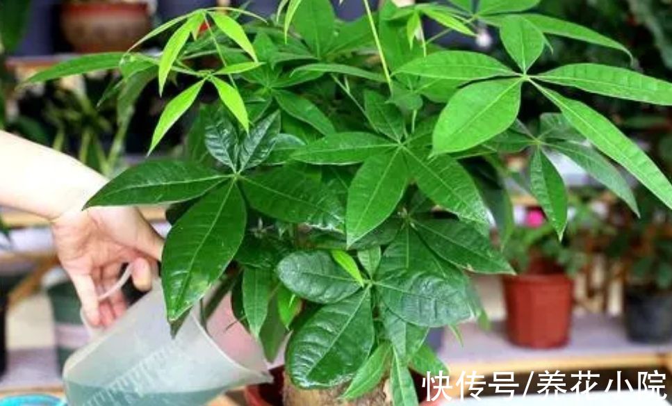 黄叶|养发财树，记住4个“顺口溜”，避免烂根黄叶，长得旺