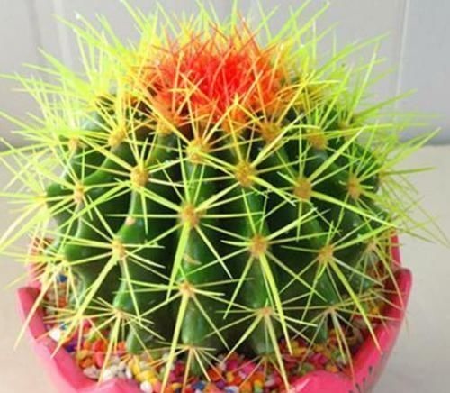 家里万万要养这几种植物,对家人身体越来越好