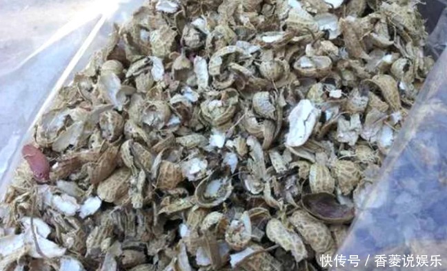 通透性|老妈在盆里埋点料,虎皮兰吃了一夜冒10个芽,花盆都炸了!