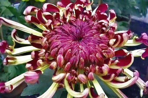 喜欢菊花，不如养盆“菊中珍品”墨蟹，花开如墨，似海蟹横行，美