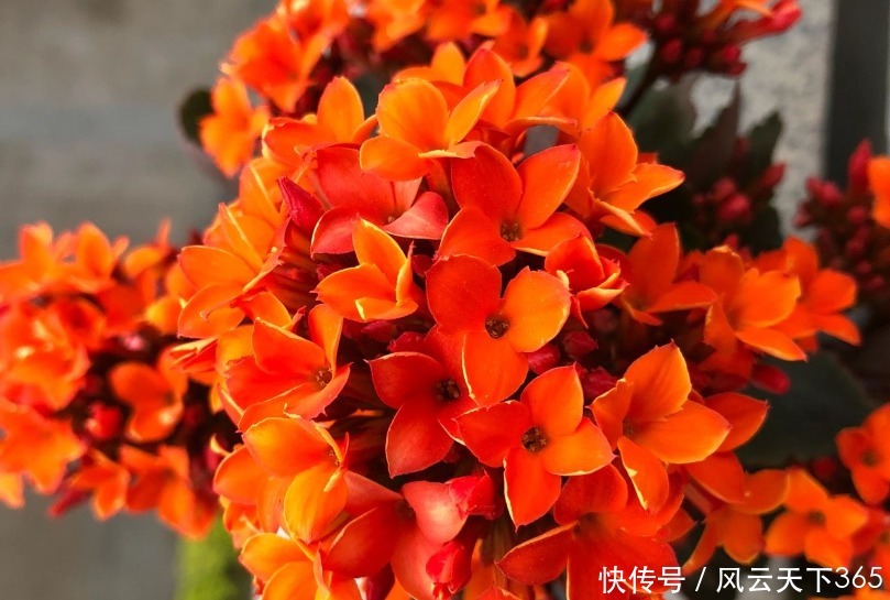 5月养长寿花,做好2件事,12月枝头满花苞,2年变老桩