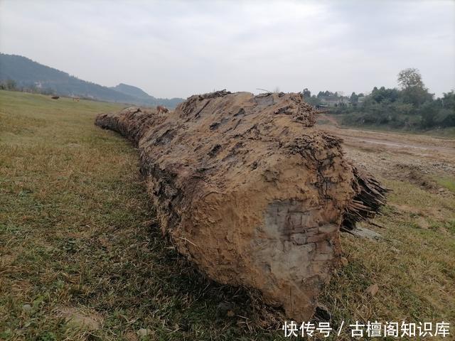  出土|一河道挖出13米长的千年乌木 曾出土被剪枝又埋入河底