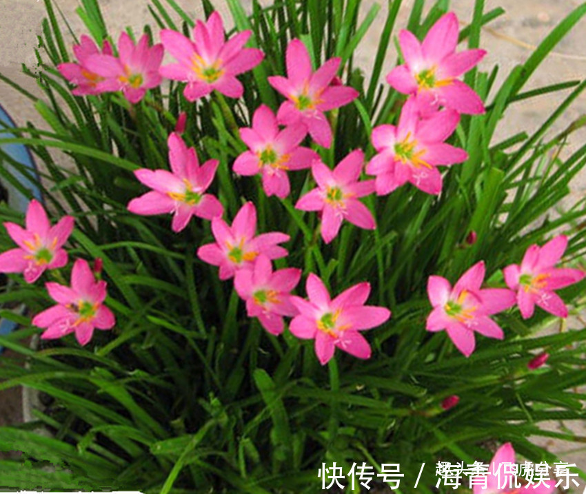 养花不会养,就养五种喜水花卉,有水就疯长