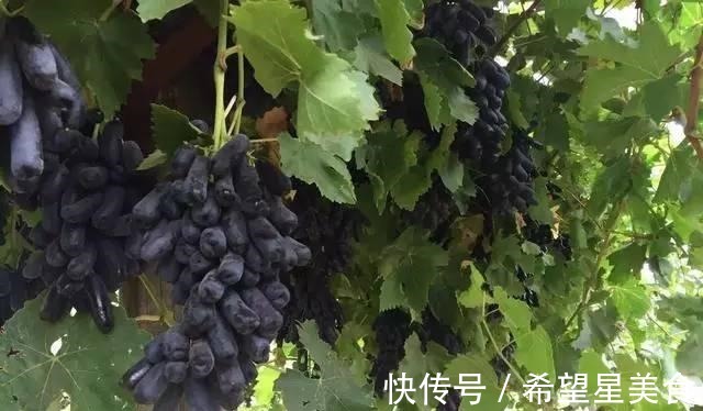 种花|如绿萝般好养的果树,不怕旱不怕晒,营养丰富还好吃!